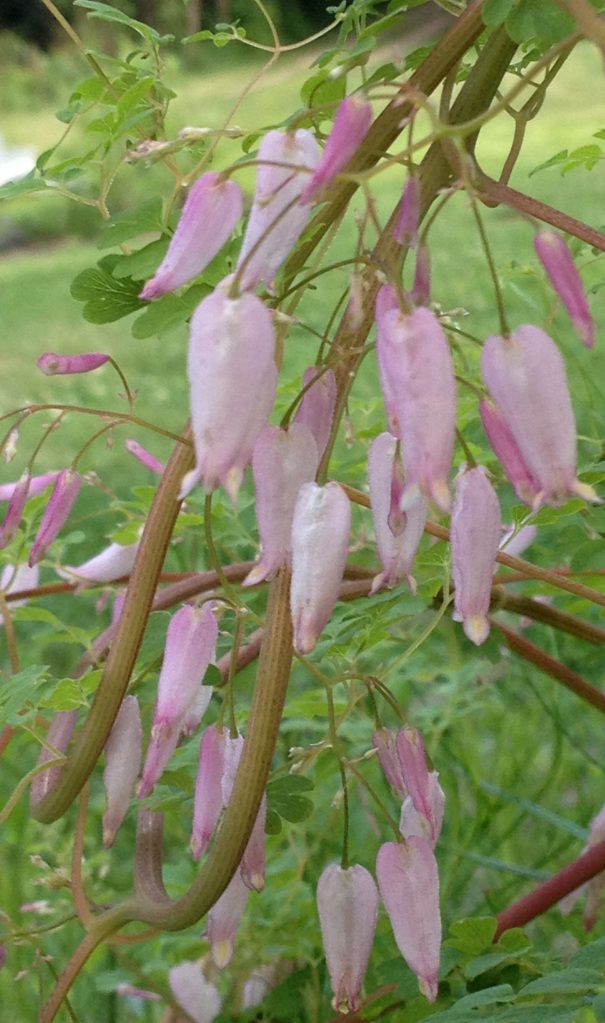 Pane pink flowers in the shape of elongated hearts dangled from vining stems of Allegheny fringe (Adlumia fungosa).